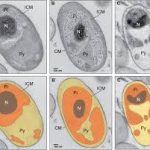 Bacteria that transit antibiotics are now discovered