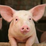 Japanese Scientists consider using pigs for creating Human Transplants