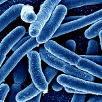 Prolonged exposure of low dose of antibiotics will lead to resistance in bacteria