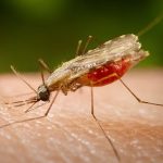 Be Aware, Peculiar smell can indicate Malaria