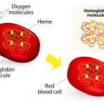 World Thalassemia Day