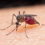 Be Aware, Peculiar smell can indicate Malaria