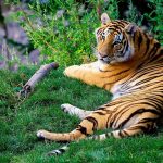 bengal-tiger-1149535_960_720