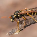 Wasp Venom