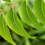 Neem leaves-Azadirachta indica