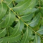 Neem Leaves