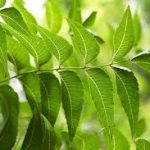 Neem Leaves