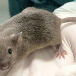 Hantavirus Creates Panic- Know Everything About Hantavirus