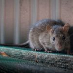 Hantavirus Creates Panic- Know Everything About Hantavirus