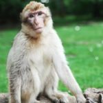 China Reports Its First Human Death Due to Monkey B Virus