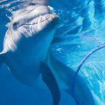 Winter the Dolphin Passed Away At 16