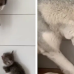 husky cuddles video viral