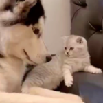 husky cuddles video viral on internet