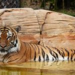 Naople Zoo Tiger Shot Dead