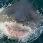 The Harbor Department Shark Killed Man at Beach Attack