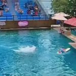 Dolphin Attack Trainer Video During Show At Miami Seaquarium