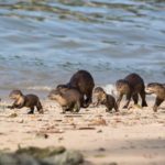 Otters Attack A Jogger Man In Kallang River Park