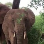 Elephant Kills Woman