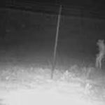 Watch Texas Zoo Unidentified Creature Chupacabra Roaming Caught On Camera Bizarre Pictures