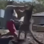 Kangaroo Attacks video twitter