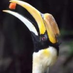 great indian hornbill tortured2