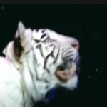 siegfried and roy tiger attack video