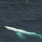 Migaloo White Whale Dead