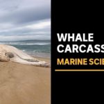 Migaloo White Whale Dead2